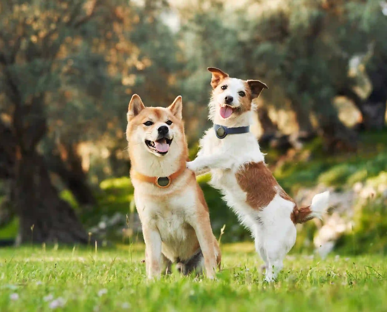 A shiba and a jack russell side by side in a sunlit grove, both wearing Bero collars.