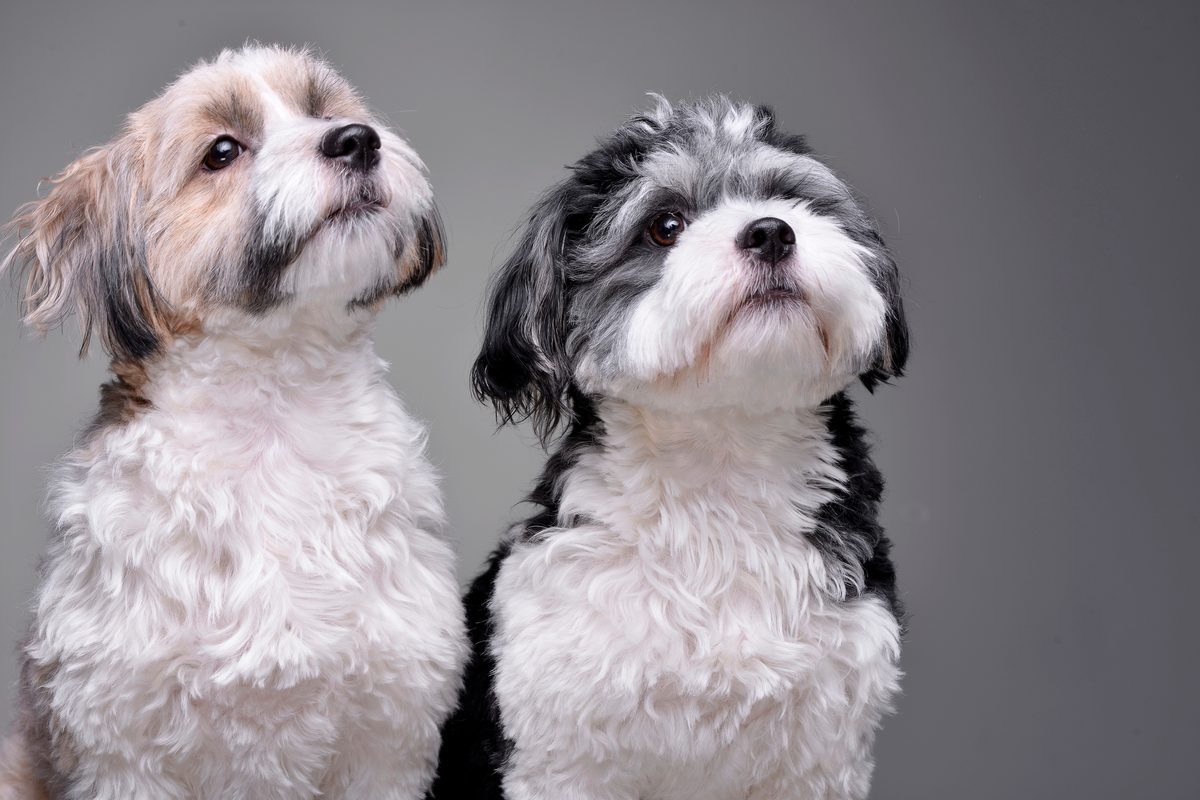 Two small long-haired dogs sitting side by side against a plain grey ground, both looking up and slightly past the camera.