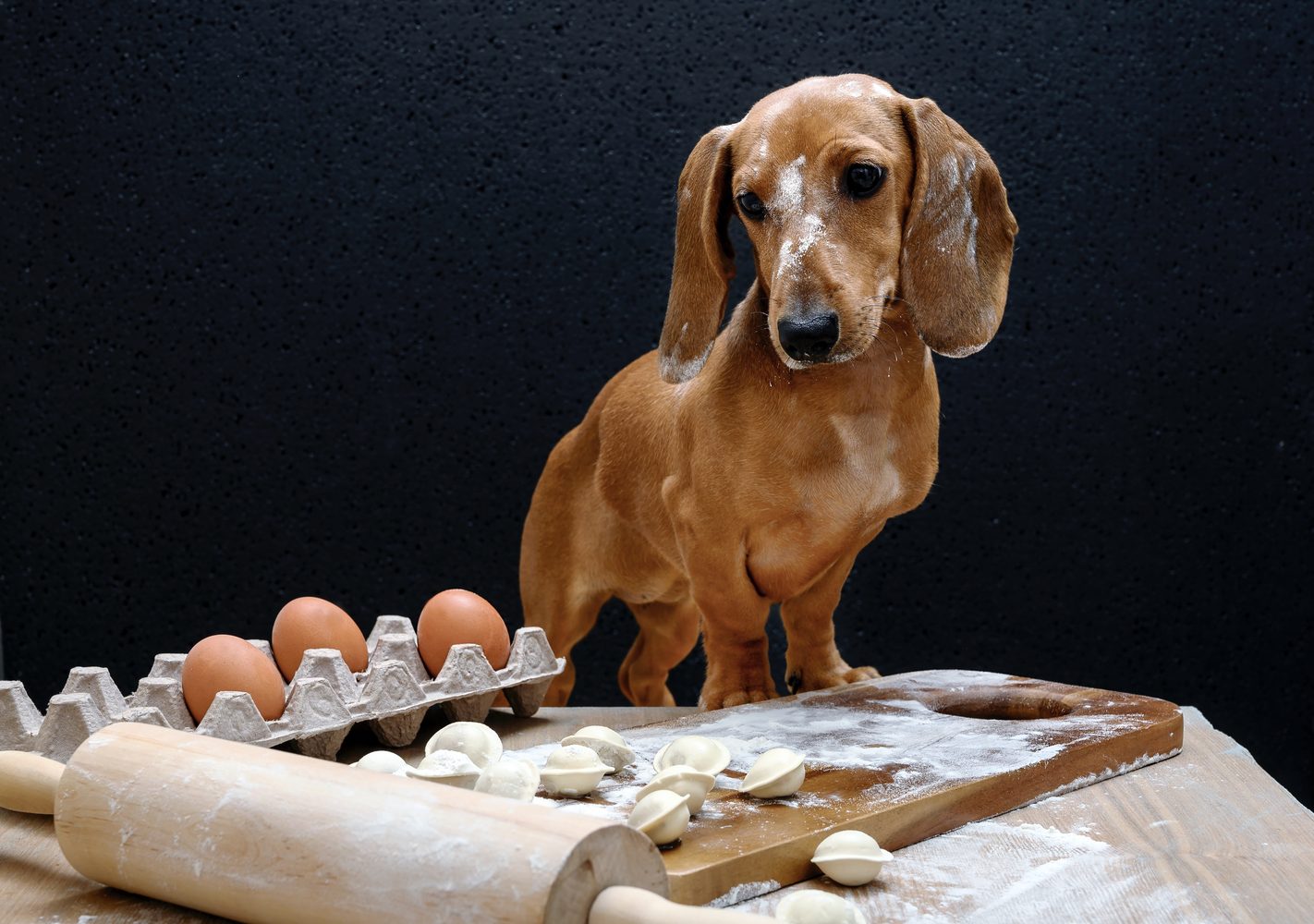 A dachshund standing over a floured board, caught mid-mischief.